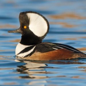 Meet your Posher, Adriana